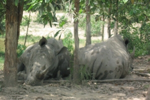 Thú chơi thú của đại gia Việt