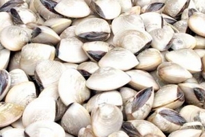 Trung Quốc giảm mua, ngao tắc đầu ra