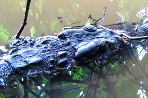 Kỳ kèo thu hồi cá sấu sổng chuồng