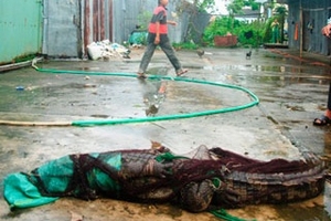 Vụ cá sấu sổng chuồng: Còn 4 con chưa bắt được