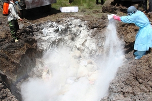 Công bố dịch heo tai xanh tại TP.Nha Trang