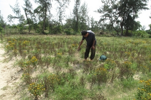 Sống mòn bên dự án treo 15 năm: Kiếm sống trên nghĩa địa
