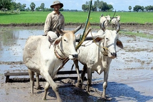 Còn hạn điền còn nghèo