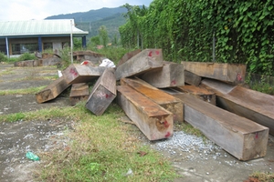 Cho tái sử dụng gỗ khai thác trái phép