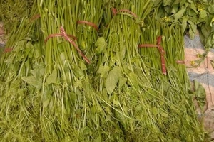 Tràn lan rau núp bóng 'su su Tam Đảo'
