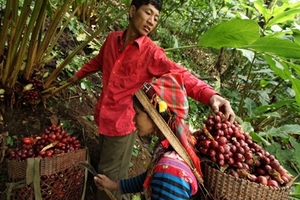 “Cây vàng” của người Lá Vàng