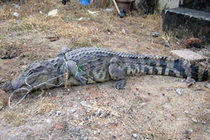 Bắt cá sấu nặng 30 kg gần trường học