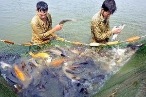 Cần điều chỉnh hai tiêu chí xây dựng nông thôn mới