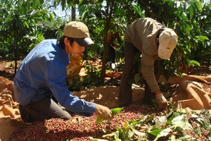 Nóng bỏng mùa cà phê mới: Nhấp nhổm lo trộm
