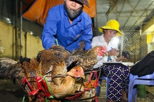 Nhập 70 -100.000 tấn gà loại thải TQ/năm