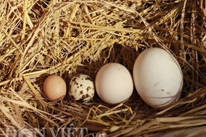 Hà Nội: Gà đẻ trứng bé hơn cả trứng chim cút