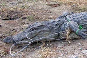 Nghi ngờ còn nhiều cá sấu dưới suối