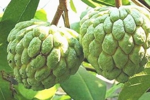 Lạ lùng rượu na Xứ Lạng