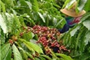 Bất lực trước “cà phê tặc”