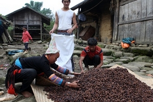 Thảo quả - giữ rừng hay phá rừng?