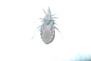 Bình Định: Bọ xít hút máu người trở lại