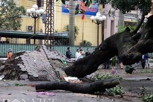 Hải Phòng: Sau bão, cây cổ thụ bật gốc ngổn ngang