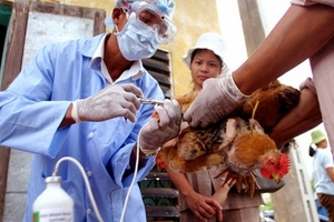 Gà lậu mang virus mới vào Việt Nam?