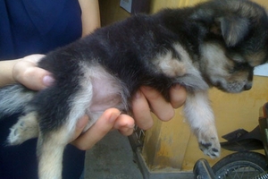 Đổ xô xem chó 3 chân, 2 bộ phận sinh dục ở Huế