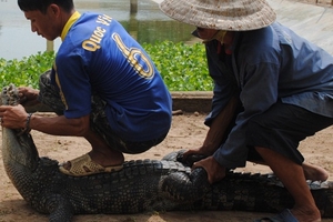Đã bắt hết toàn bộ cá sấu sổng chuồng