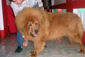 Hiểm họa từ sở thích nuôi thú dữ của đại gia Việt