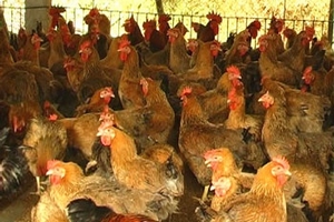 Không thể có chuyện gà đẻ 3-4 trứng/ngày