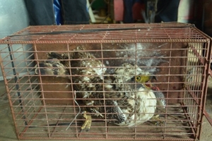 Quảng Trị: Người dân bắt được con chim lạ