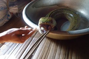 Bắt được con cá lạ có đầu rắn, lưỡi heo