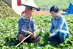 Bất thường ồ ạt chặt cây rừng lấy lá bán cho thương gia Trung Quốc