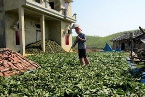 Thương lái Trung Quốc ào ào mua lá chu ka
