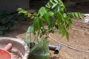 Đổ xô mua cây sưa giống về trồng mong đổi đời