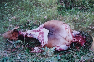 Bò bị "bắt cóc" để xẻo đùi, dân nơm nớp lo