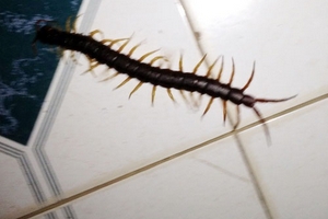 Sóc Trăng: "Nhảy dựng" vì rết 25cm chui vào... quần