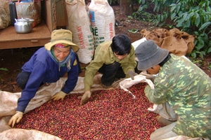 Cà phê Việt Nam: Sản lượng cao, chất lượng thấp