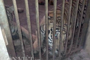 Gửi hổ "nuôi như lợn" sang hàng xóm vì sợ công an bắt