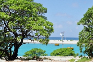 Đốn hạ cây phong ba bán cho thương gia Trung Quốc