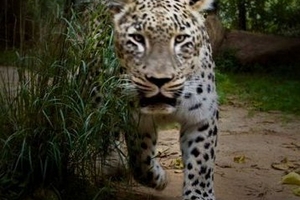 Vì sao nhiều loài dã thú thích máu người?