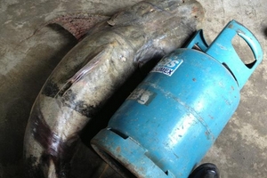 Bắt được cá hiếm nặng nửa tạ ở Cao Bằng