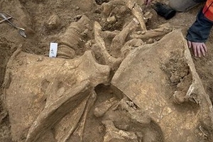 Phát hiện xác voi mamut bị xẻ thịt