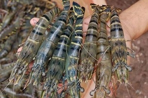 Trung Quốc 'cấm nhập tôm tươi Việt Nam'