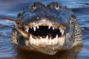 Hàm cá sấu “nhạy cảm” đến đâu?
