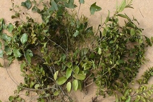 Thực hư lời đồn thổi tang ký sinh chữa bách bệnh