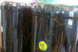 Rượu thuốc phiện: Mất tiền triệu mua thuốc độc