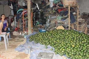 Phải bán cam non để khỏi nghi hàng Trung Quốc