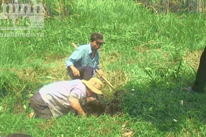 Rộ 'nghề' săn rắn độc