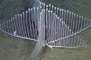 Phát hiện loài bọt biển ăn thịt hình dạng kỳ quái