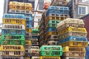 ‘Mở đường’ cho gà lậu giết gà nội