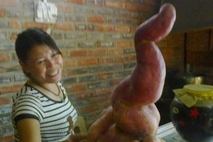 Hải Dương: Củ khoai nặng bằng trẻ sơ sinh, có hình hồ lô