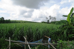 Thanh Hóa: Nông trường giữ đất để... thu tô