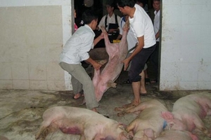 Cán bộ thú y ‘nhắm mắt’ để heo bệnh vào lò mổ